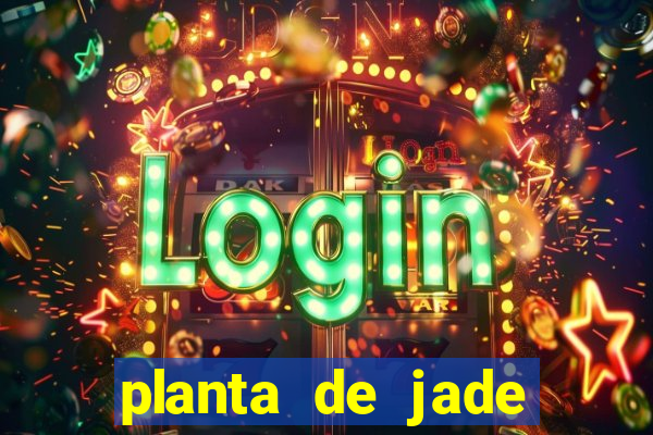 planta de jade significado espiritual